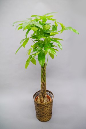 観葉植物　パキラ　8号