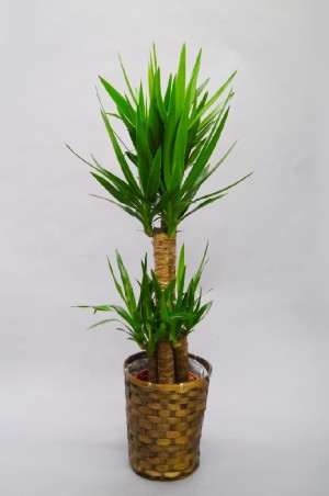観葉植物　ユッカ　8号