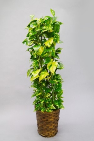 観葉植物　ポトス　8号