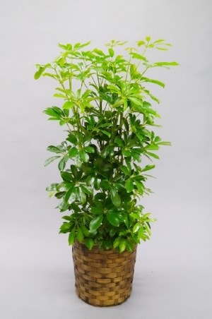 観葉植物　カポック　8号