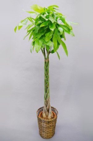 観葉植物　パキラ　10号