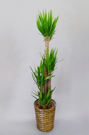 観葉植物　ユッカ　10号