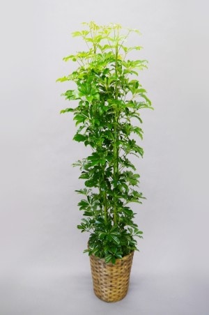 観葉植物　カポック　10号