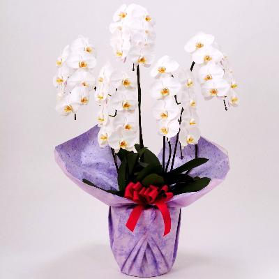 お悔み用胡蝶蘭5本立て 35~40輪