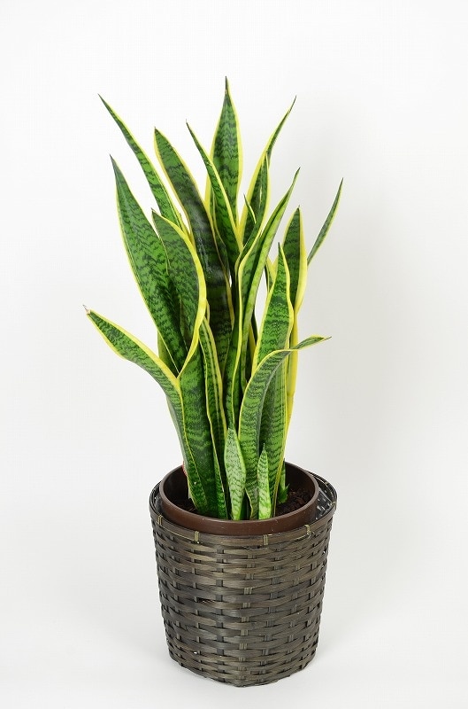 観葉植物　サンセベリア　8号