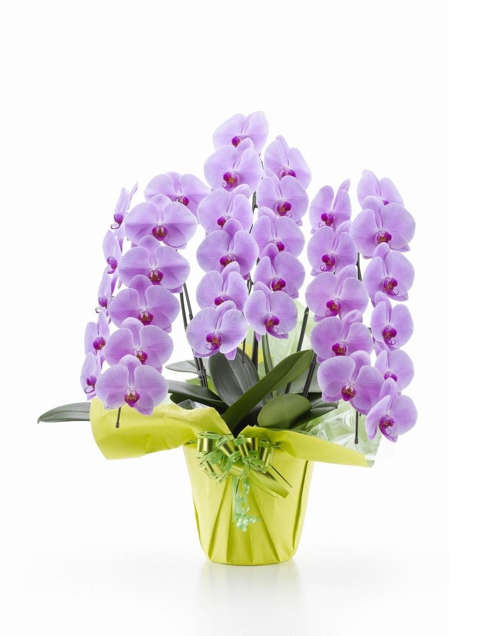 胡蝶蘭 3本立て33～36輪