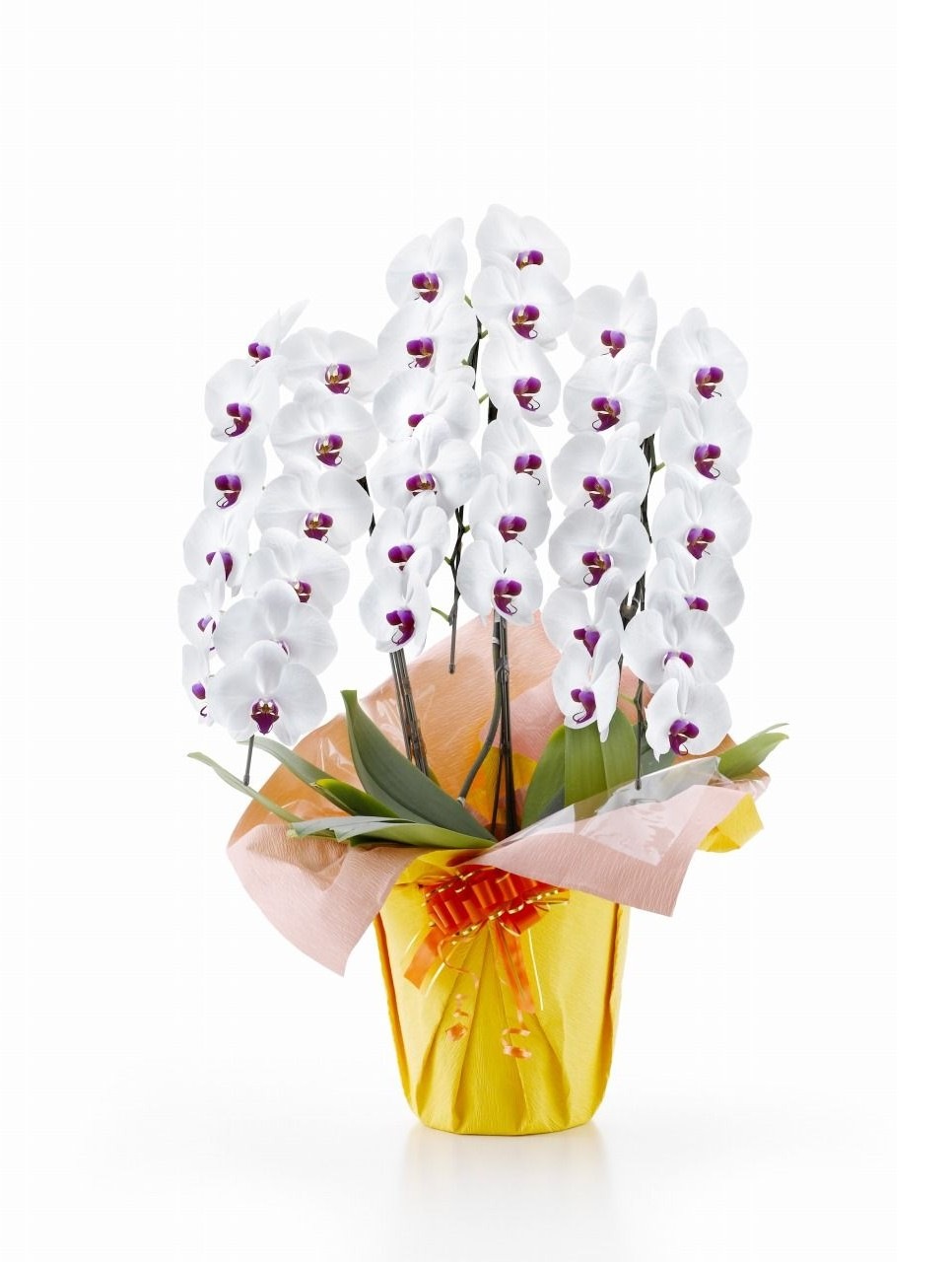 胡蝶蘭 3本立て33 36輪 胡蝶蘭 大輪 3本立て Florist Karen