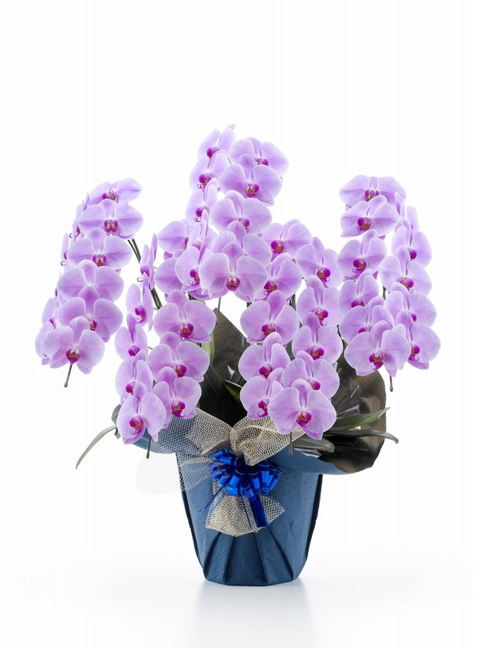 胡蝶蘭 5本立て45輪～50輪