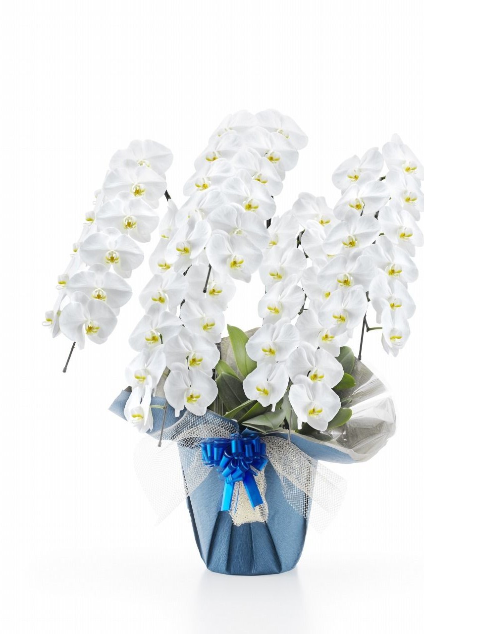 胡蝶蘭 5本立て45輪～50輪