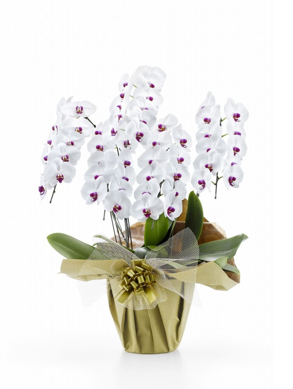 胡蝶蘭 5本立て45輪～50輪