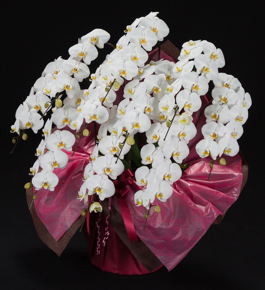 胡蝶蘭 10本立て