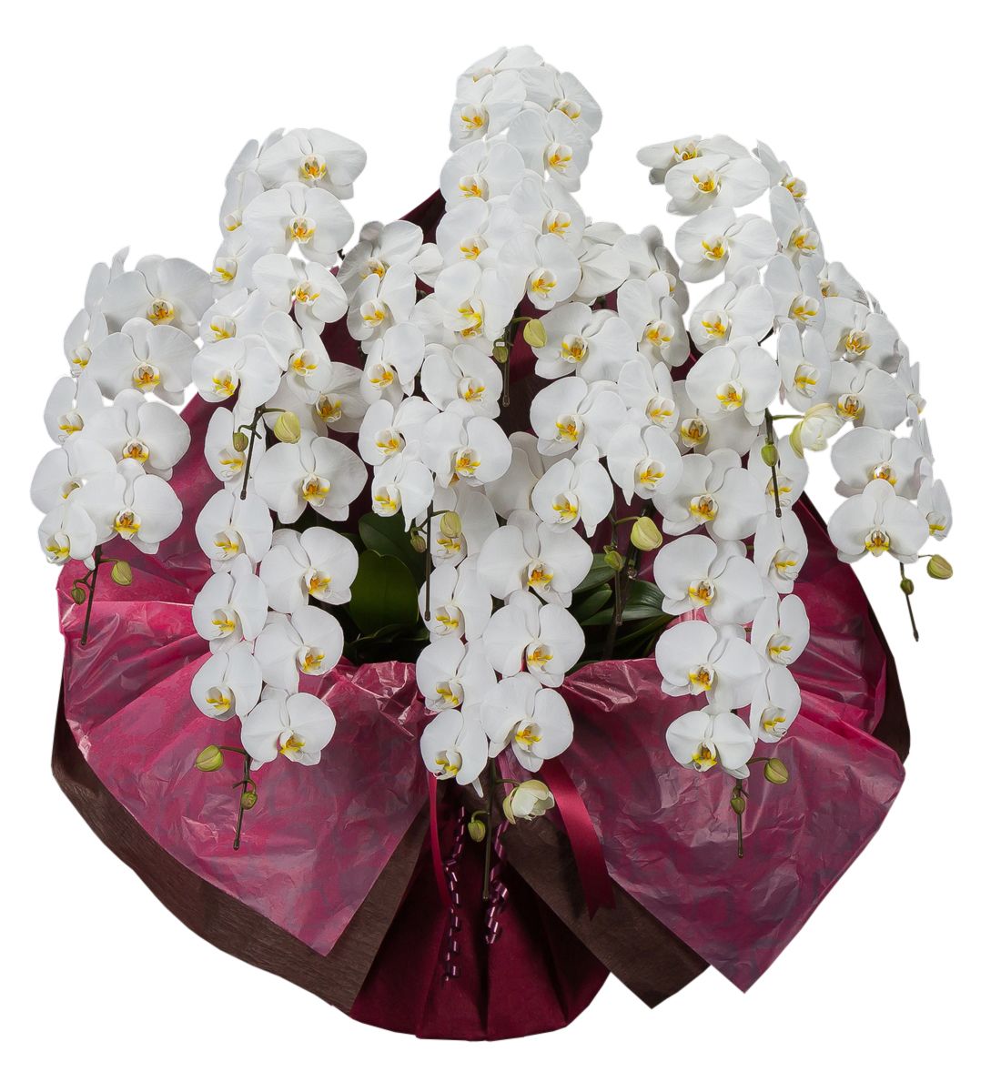 胡蝶蘭 10本立て