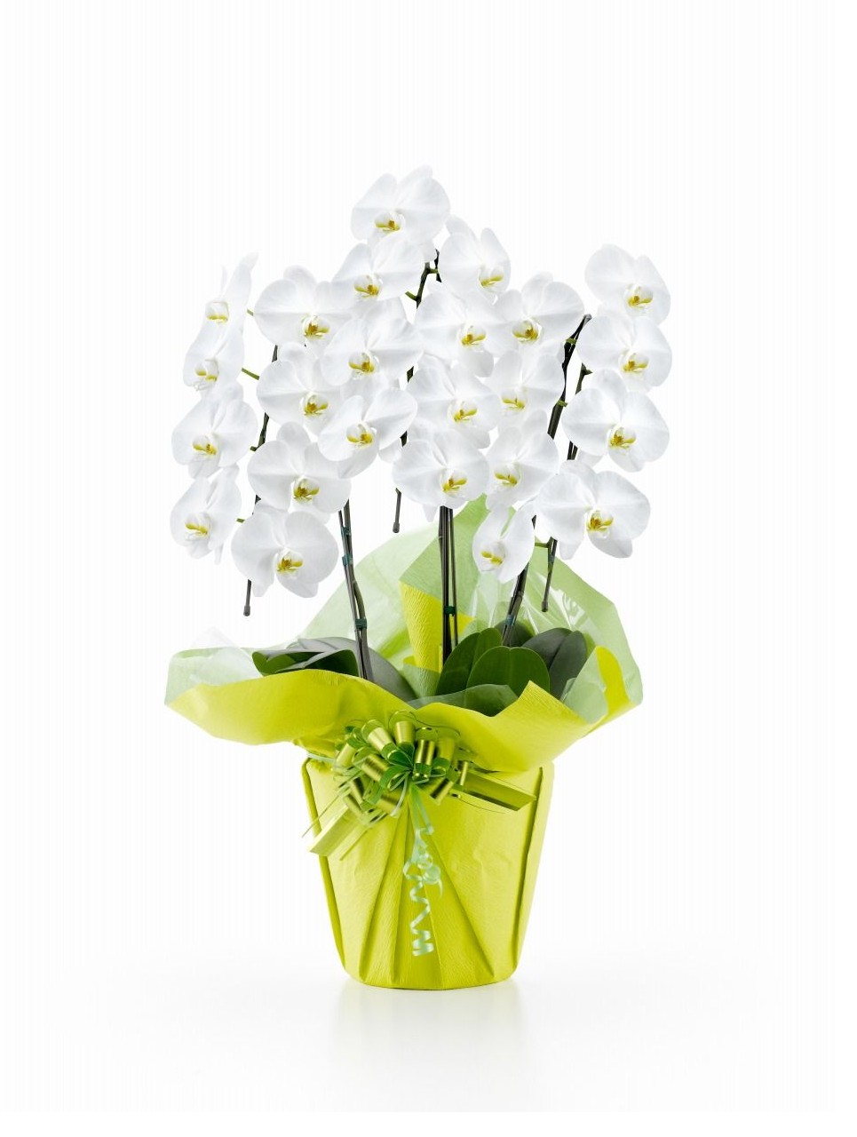 胡蝶蘭 3本立て18～20輪