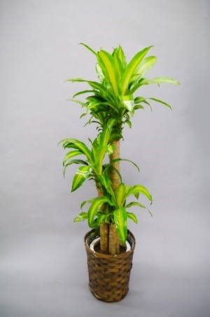 観葉植物 幸福の木 マッサン 8号 | 観葉植物,8号 | florist-karen