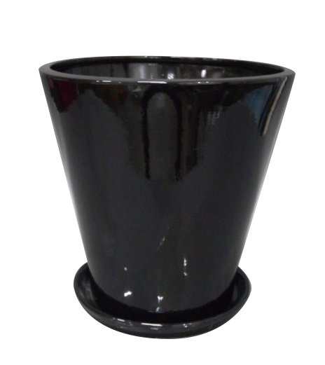 観葉植物　パキラ　10号