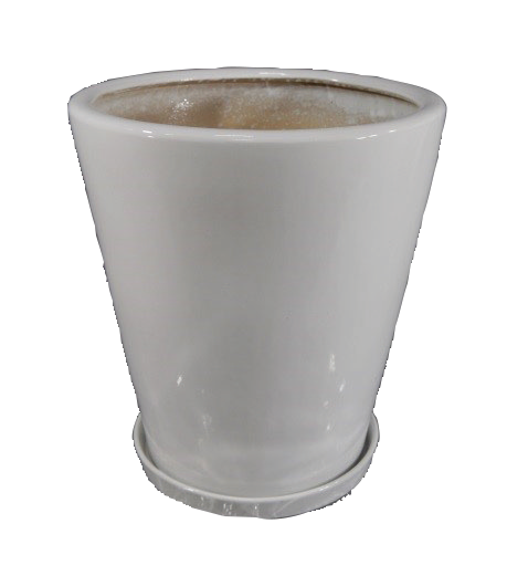 観葉植物 ポトス 10号