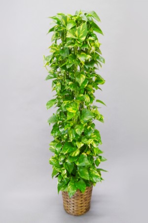 観葉植物 ポトス 10号