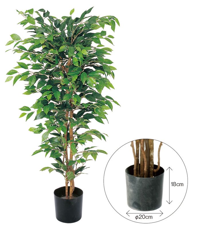 Glps 1300br ベンジャミンフィカス 1 5m ポット付き ブラウン 1個 16ydm 観葉植物 フロロラッピング