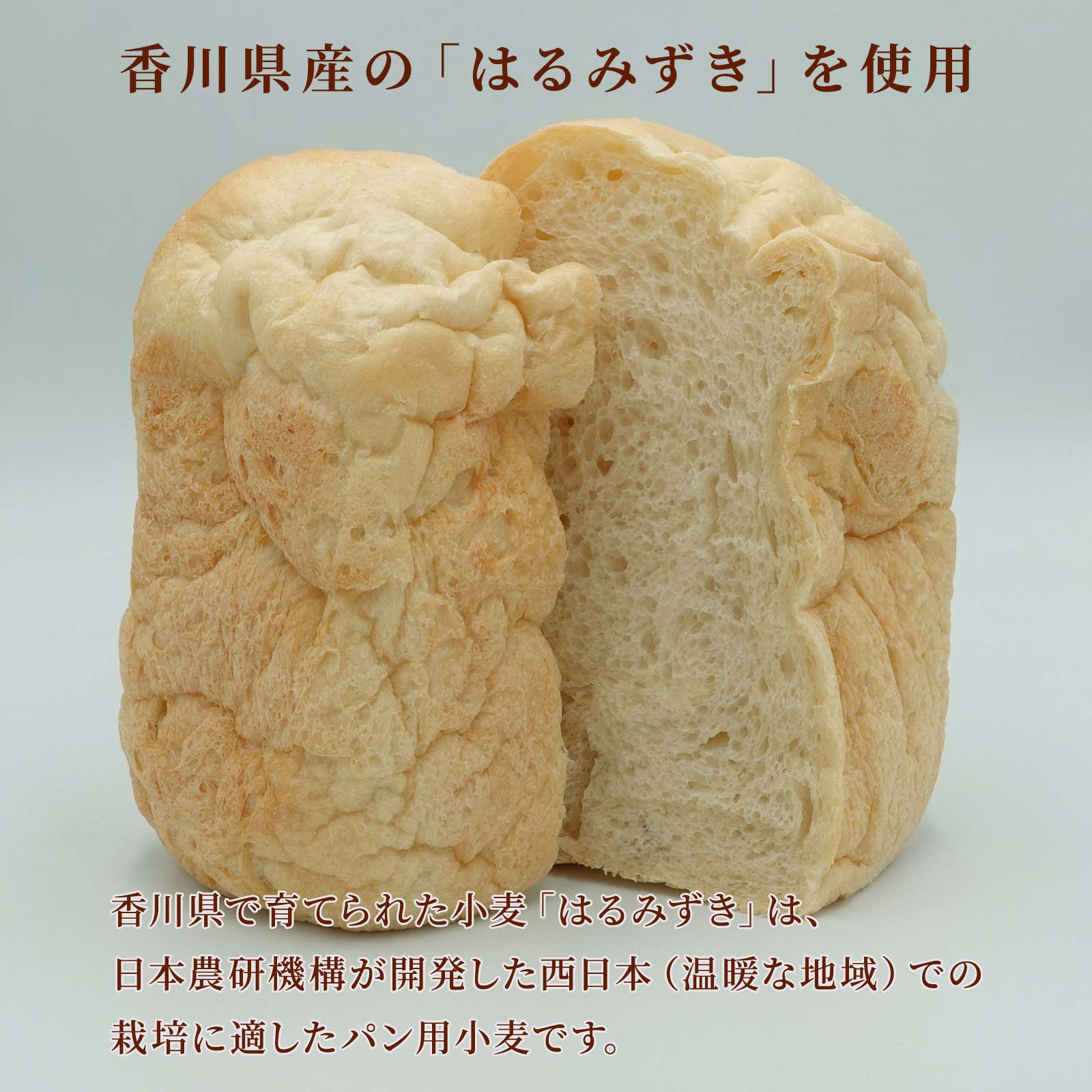 はるみずき（業務用サイズ）