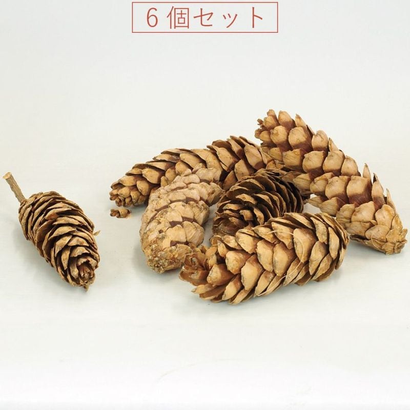 RMストローブパイン S 6個セット