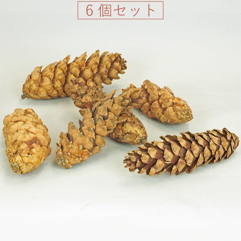 RMストローブパイン M 6個セット