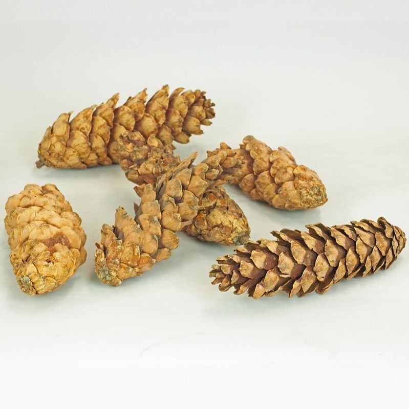 RMストローブパイン M 6個セット