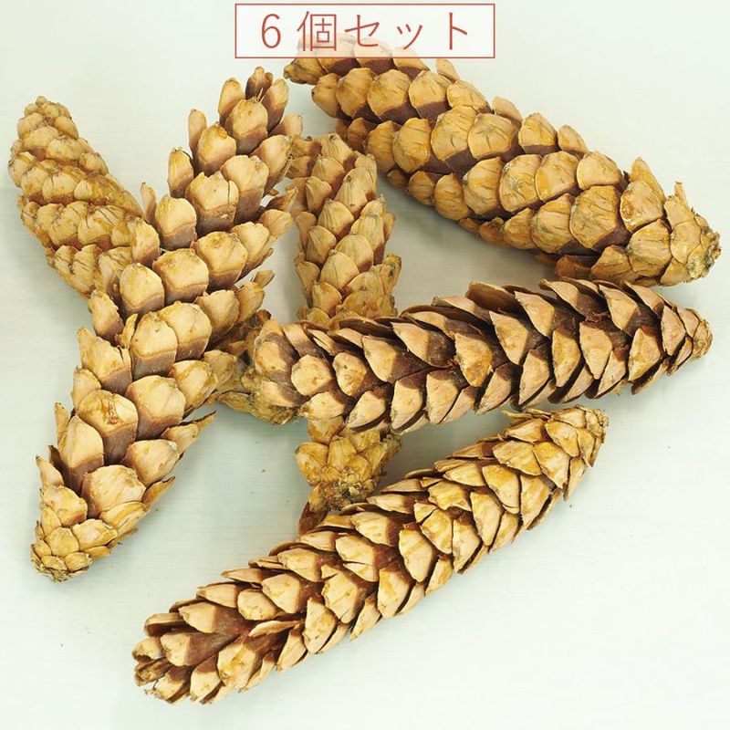 RMストローブパイン L 6個セット