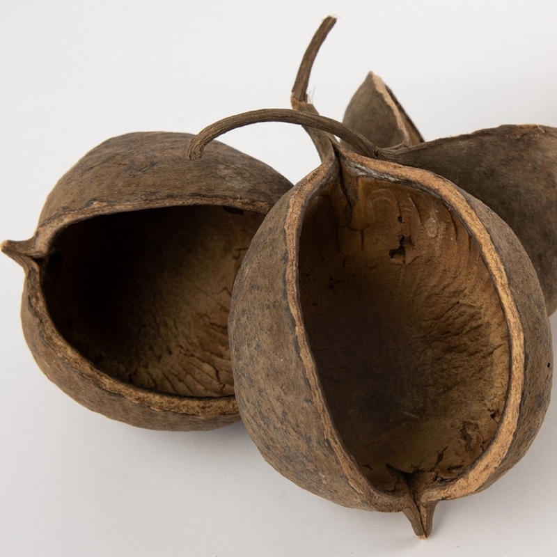 RMブッダナッツ 4個セット