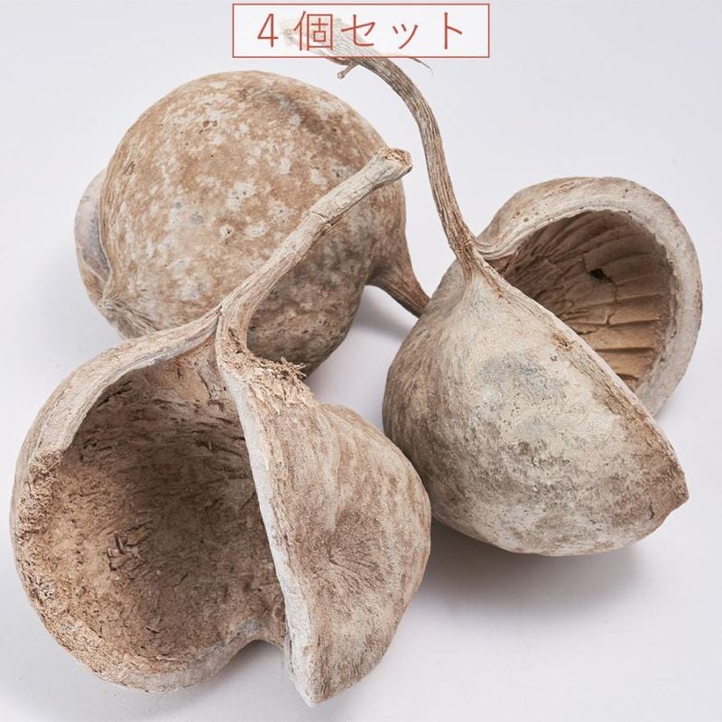 【予約商品】【再入荷】RMブッダナッツ ホワイト 4個セット 