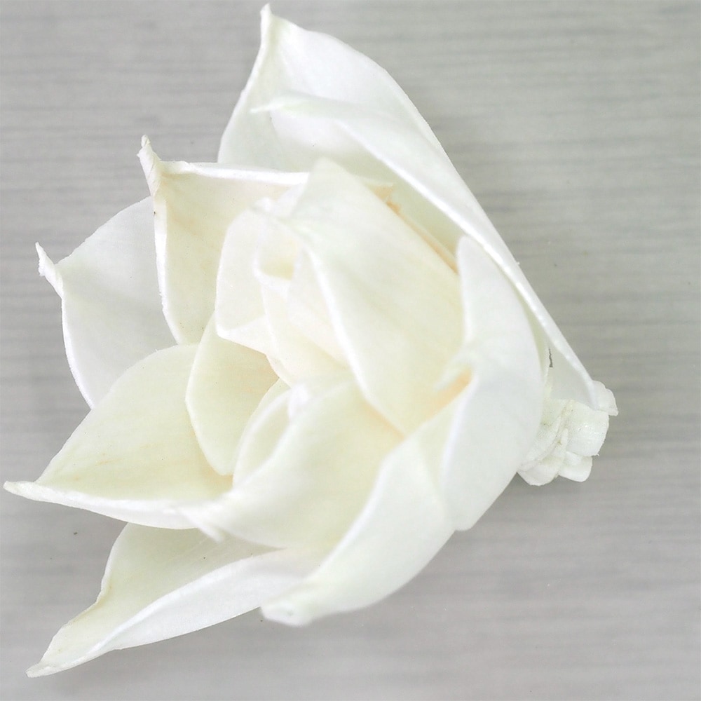 8900056_RMソラガーデニア6cm 4個セット