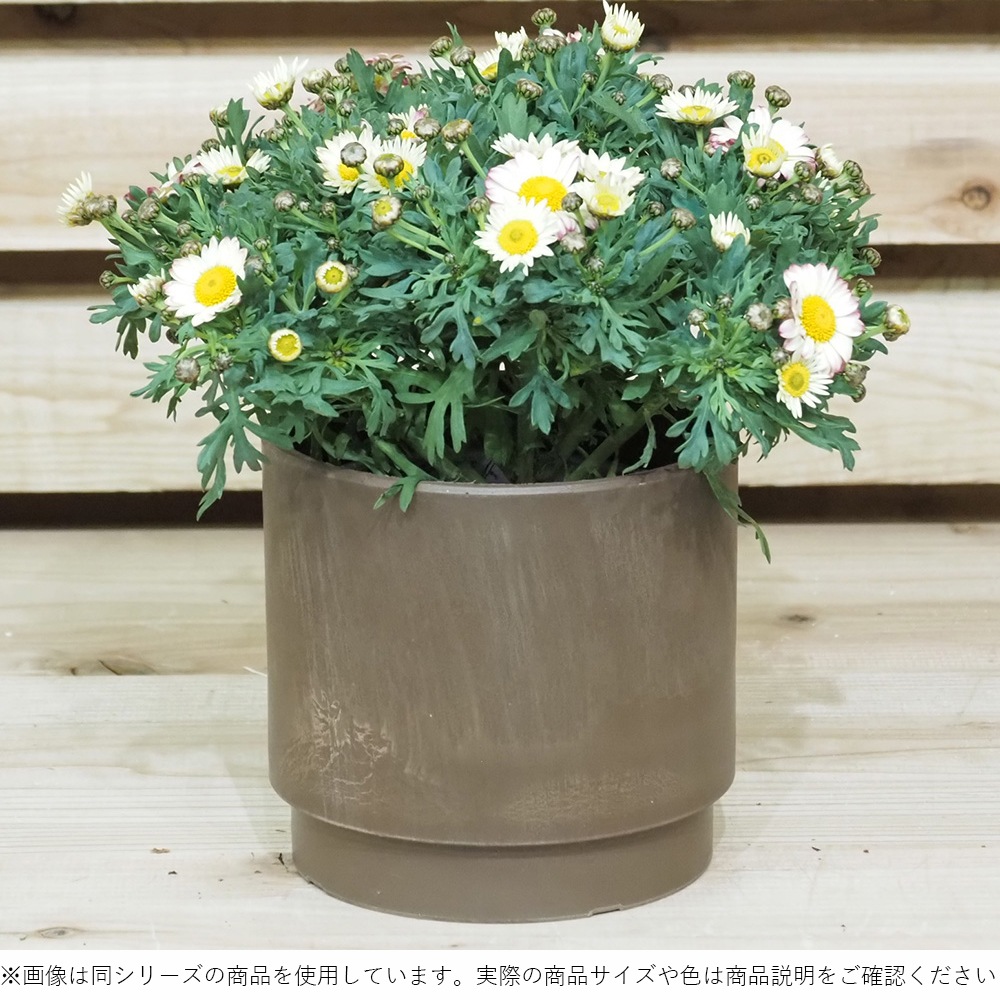 SKステップ 15.5xH15 ユーログリーン