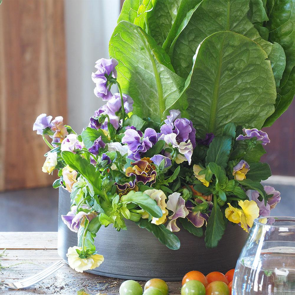 MC浅型円柱 ダークブラックH8　