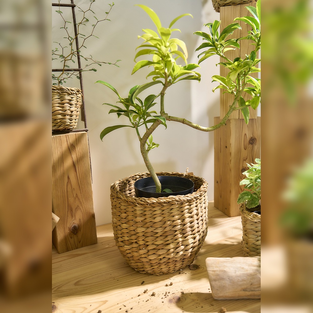 BBホグラナスアールポットφ17xH14