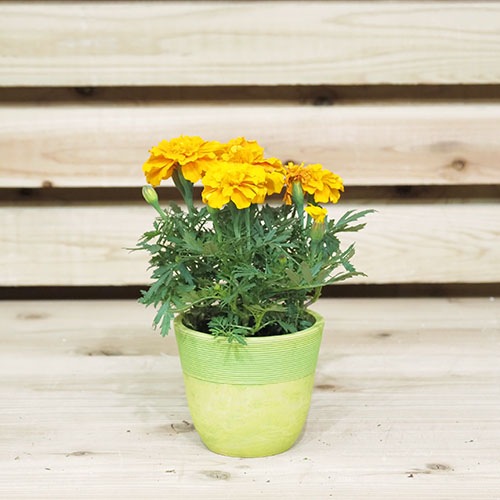 @SKベーシックポット12xH10.5 ライム