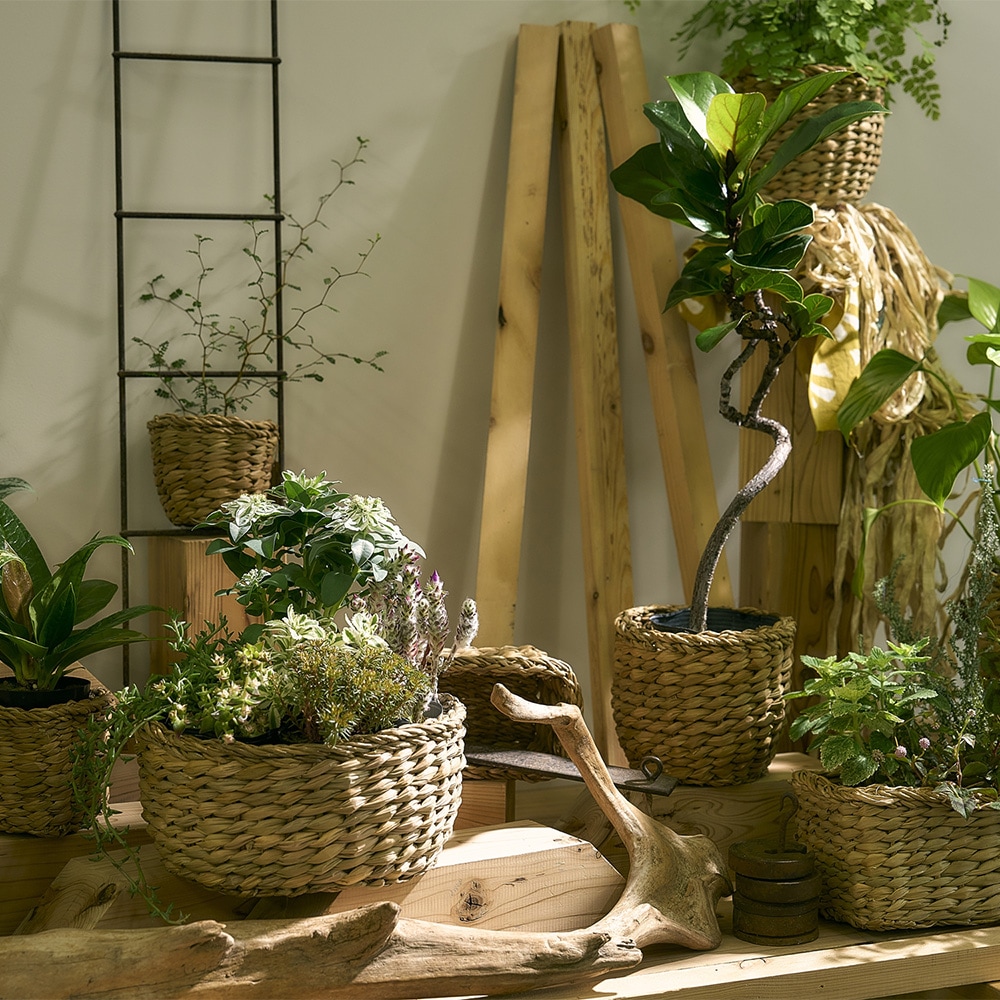 BBホグラナスアールポットφ19xH19