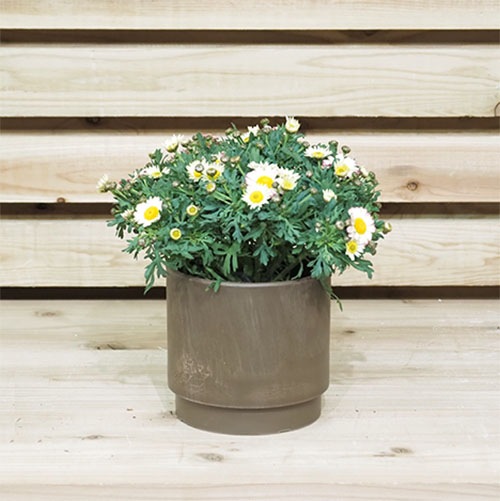 SKステップ 15.5xH15 チョコ