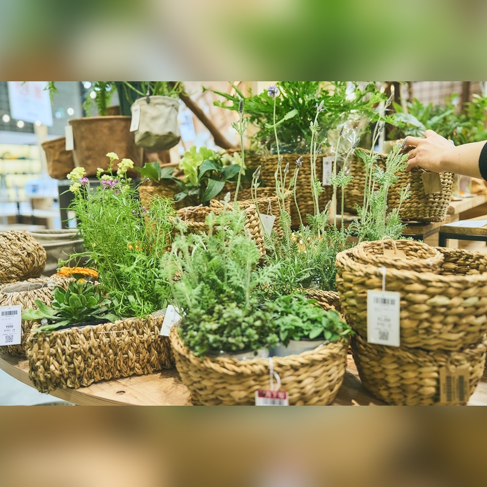 BBホグラナス浅型アールφ12xH7