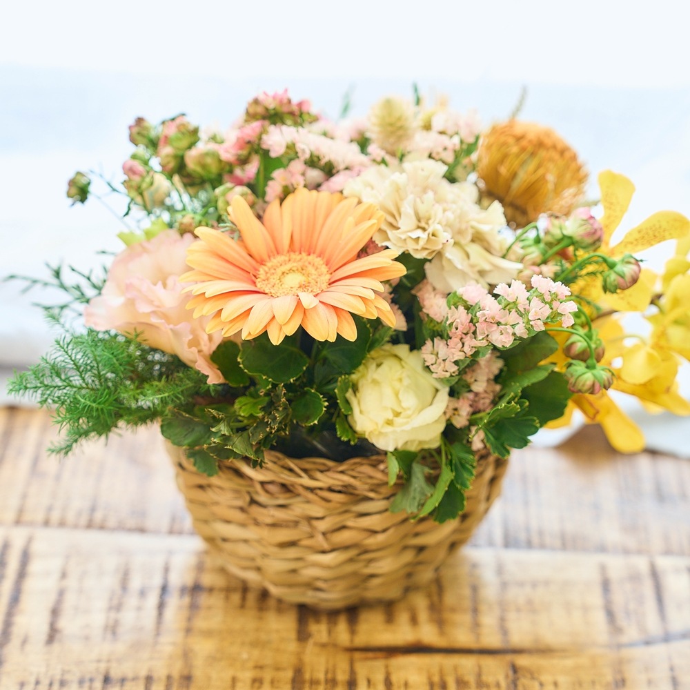 BBホグラナス浅型アールφ15xH9