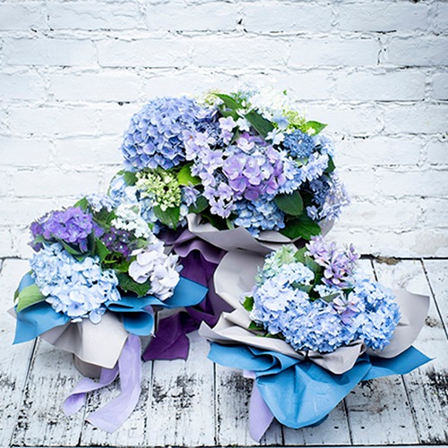 MOIST No.29 ニューベリーポートブルー 65㎝×15m