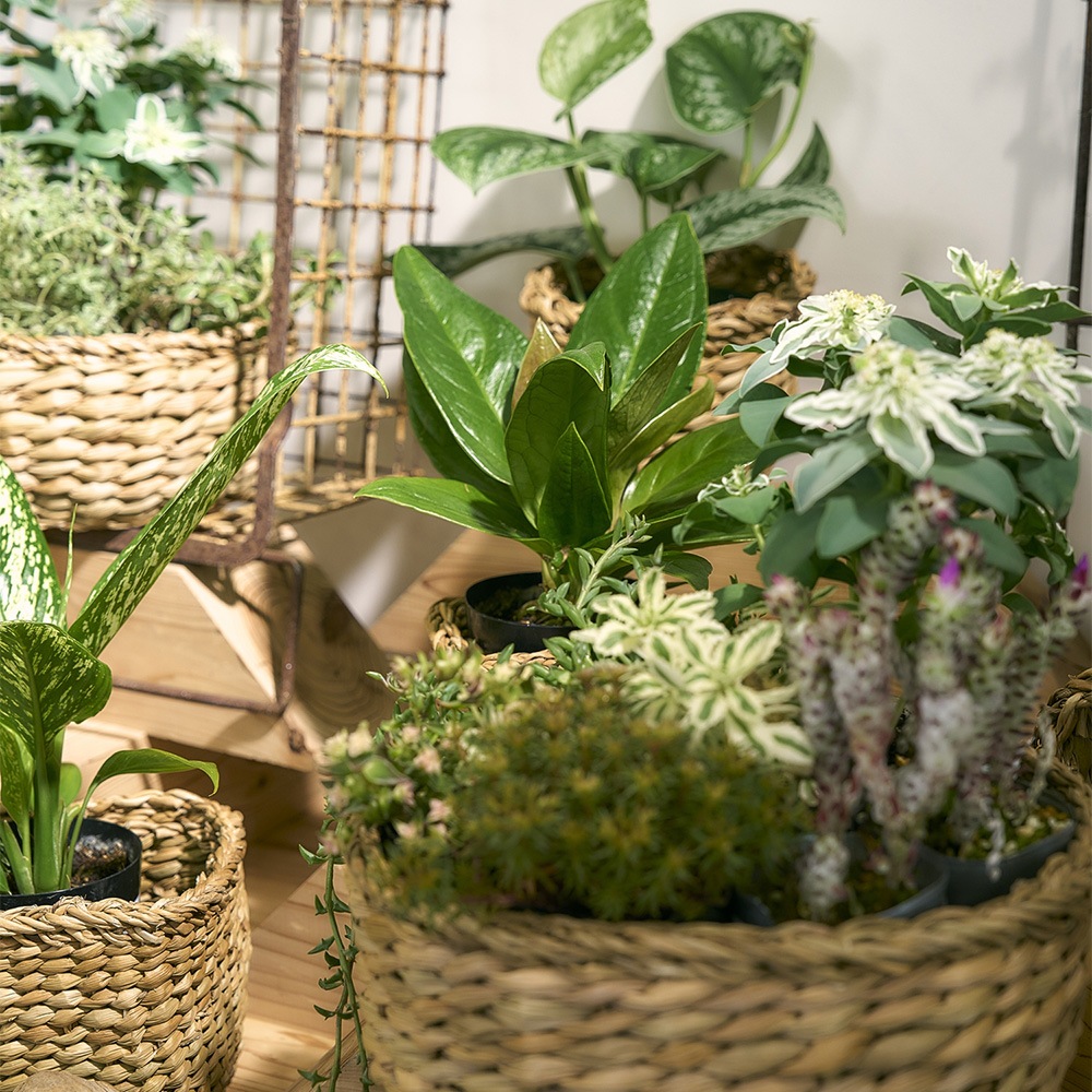 BBホグラナス浅型アールφ18xH9