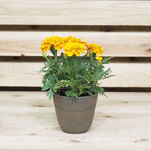 @SKベーシックポット12xH10.5 チョコ