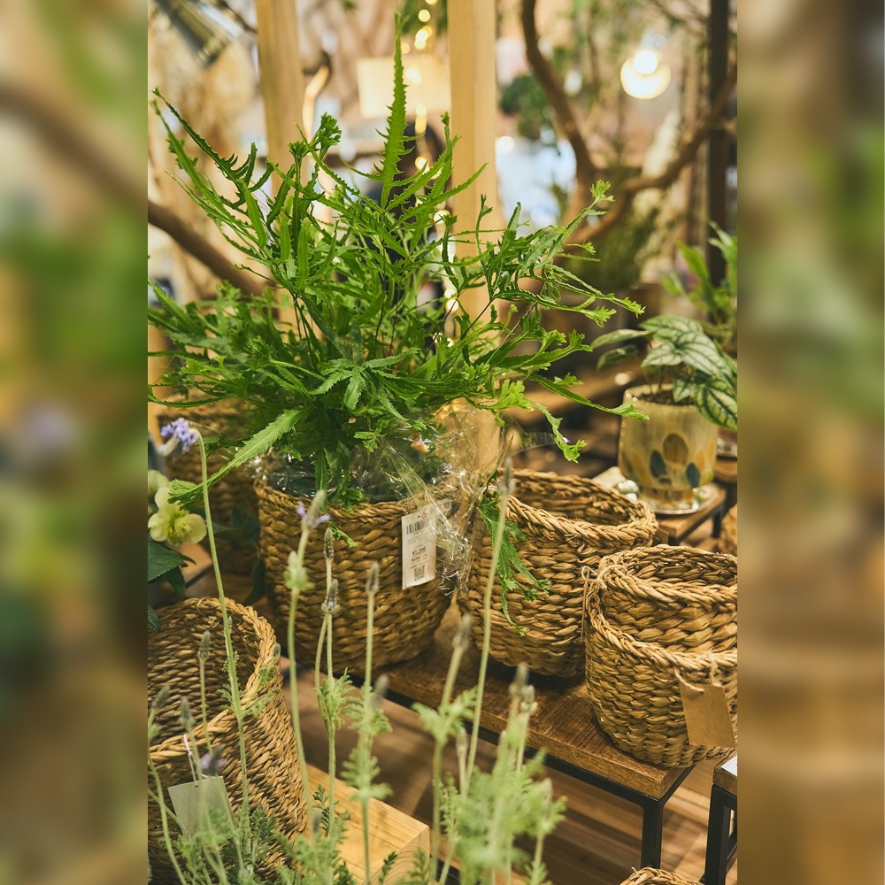 BBホグラナス浅型アールφ22xH11