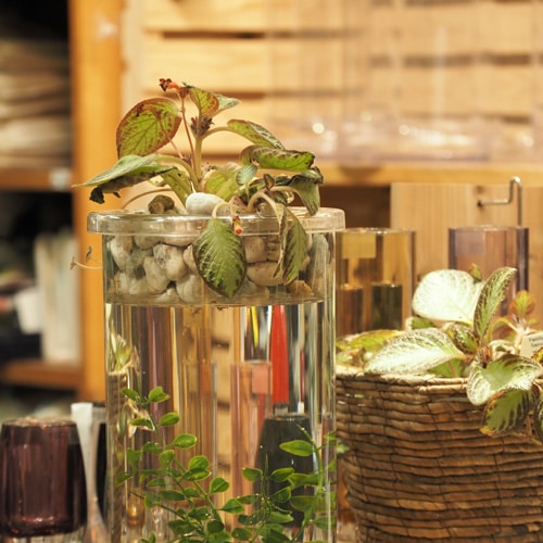 @【割れない花瓶!?ポリカ】PVプランタブルφ17.5cm用