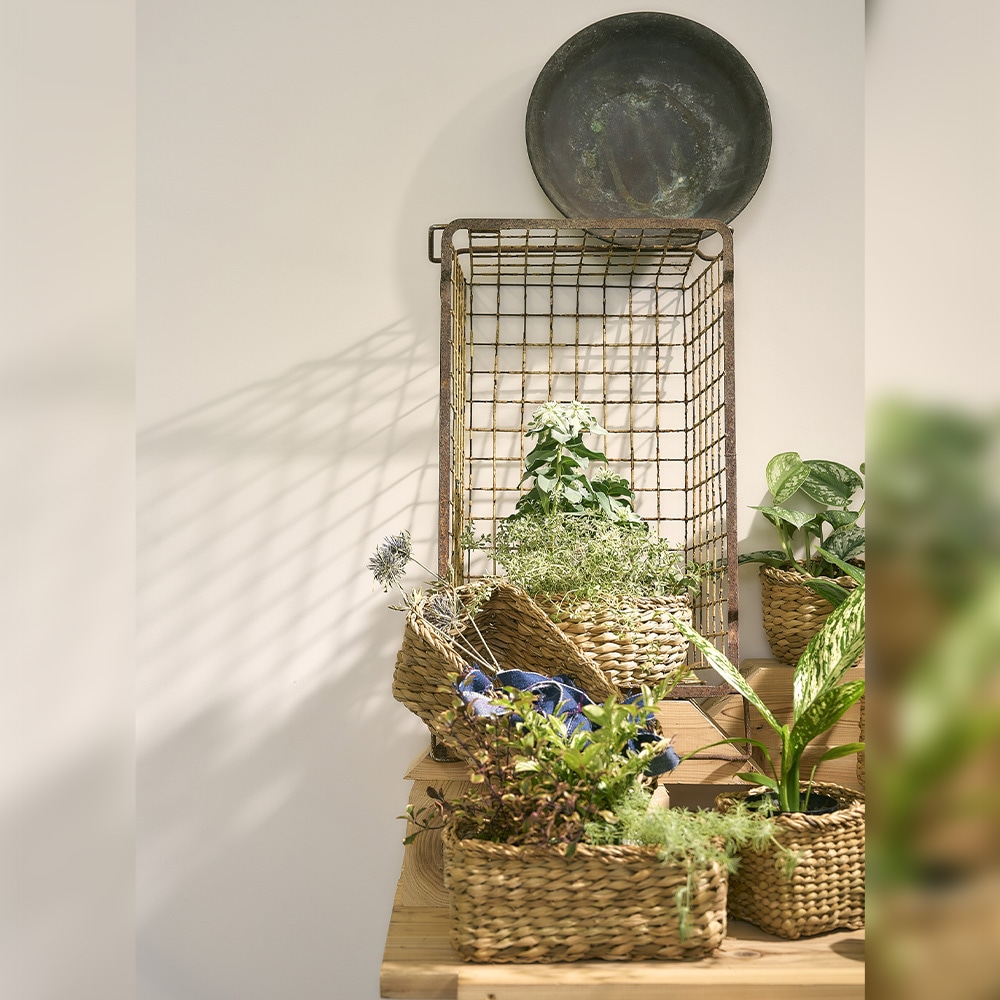 BBホグラナススクエア 11xH11