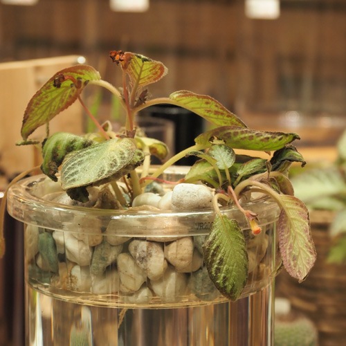 @【割れない花瓶!?ポリカ】PVプランタブルφ25cm用