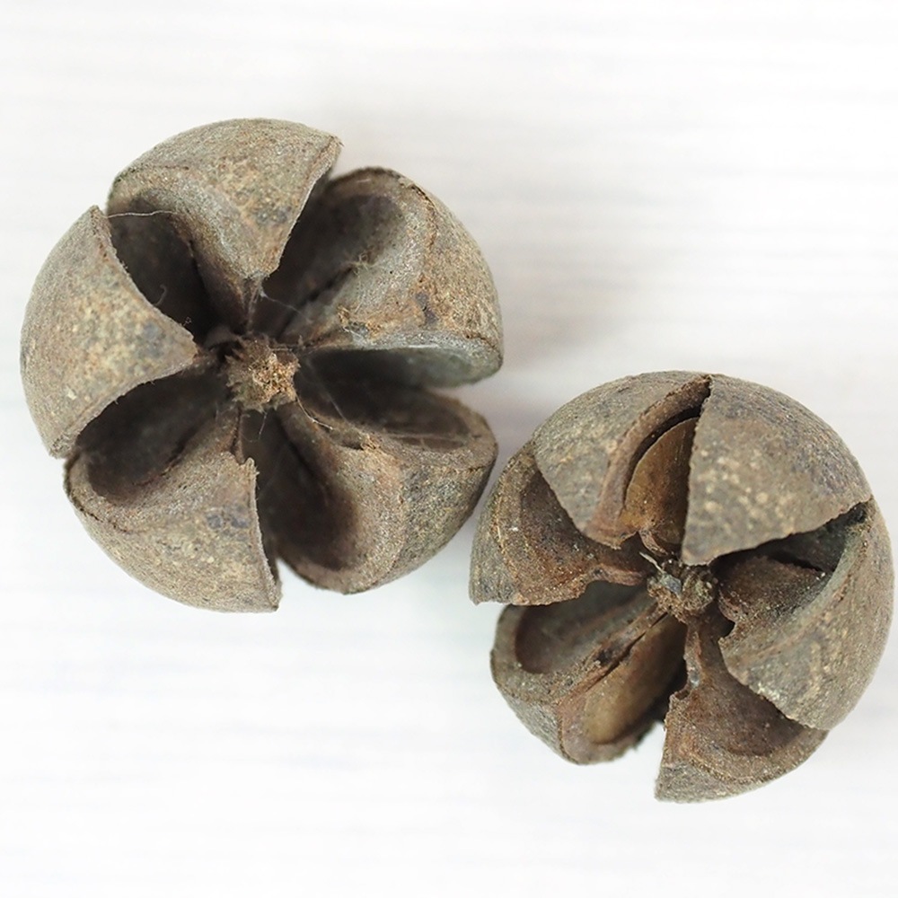 RMチルニポッド 約200g