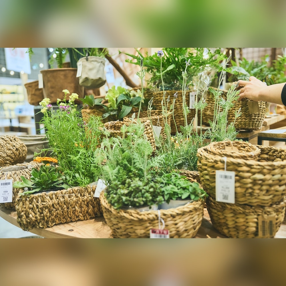 BBホグラナス長方形25x12xH10