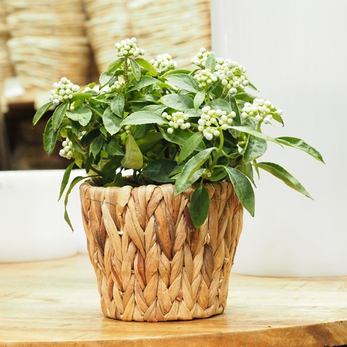 PPアミアミポット 3.5号