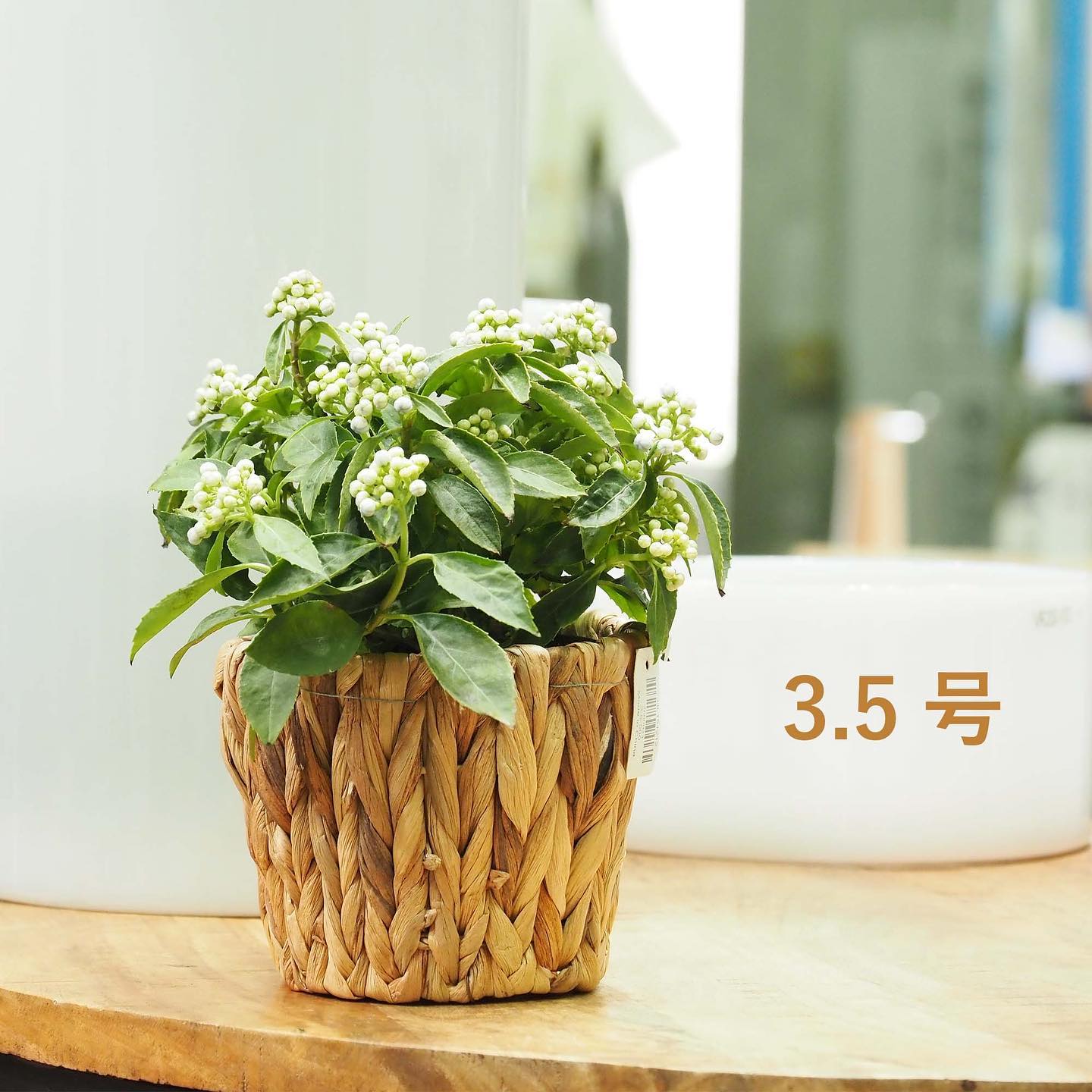 PPアミアミポット 3.5号 | フラワーバスケット・カゴ | 花の資材通販