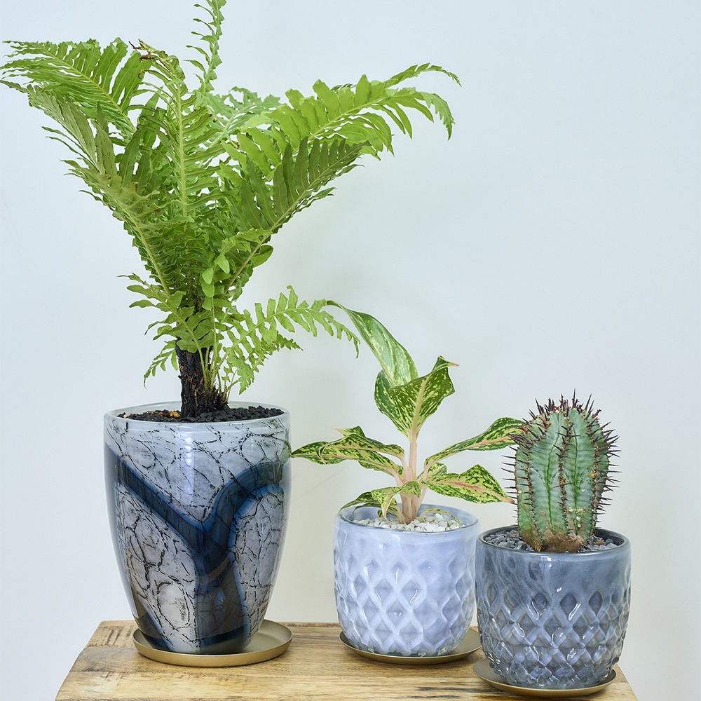 DGガラスリバーポット&ソーサーH18 アイル